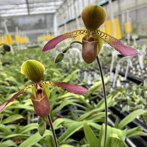 [Bare-root]Paph. glaucophyllum x lowii 苍叶x楼氏 [Aug in Stock]