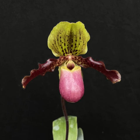 [Bare-root]Paph. glaucophyllum x henryanum 苍叶×亨利 [Aug in Stock]