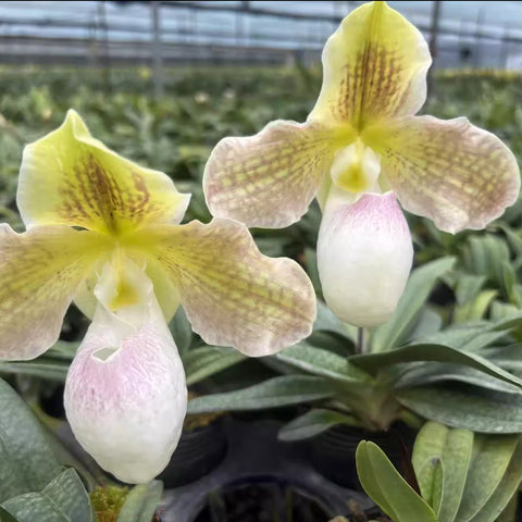 [Bare-root]Paph micranthum albumx rothschildianum 白玉女x國王 [Aug in Stock]