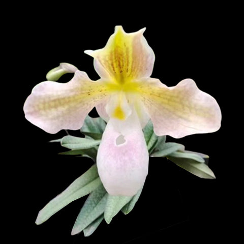 [Bare-root]Paph micranthum albumx rothschildianum 白玉女x國王 [Aug in Stock]