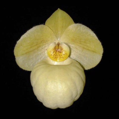 [Bare-root]Paph. Fumi's Delight ‘Perfect Couple’ 金玉良緣 [Aug in Stock]