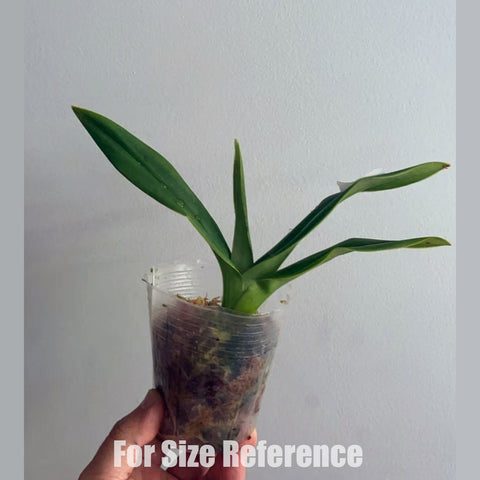 [Bare-root]Phrag kovachii NBS 科瓦奇中苗 [Aug in Stock]