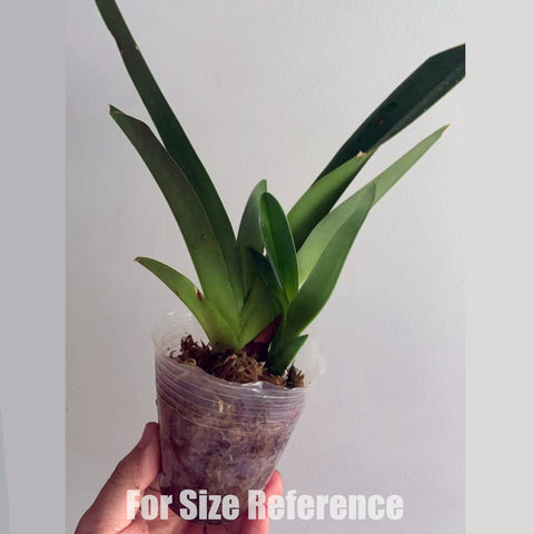 [Bare-root]Phrag. humboldtii 'Fortuna' Big 大花洪堡 [Aug in Stock]