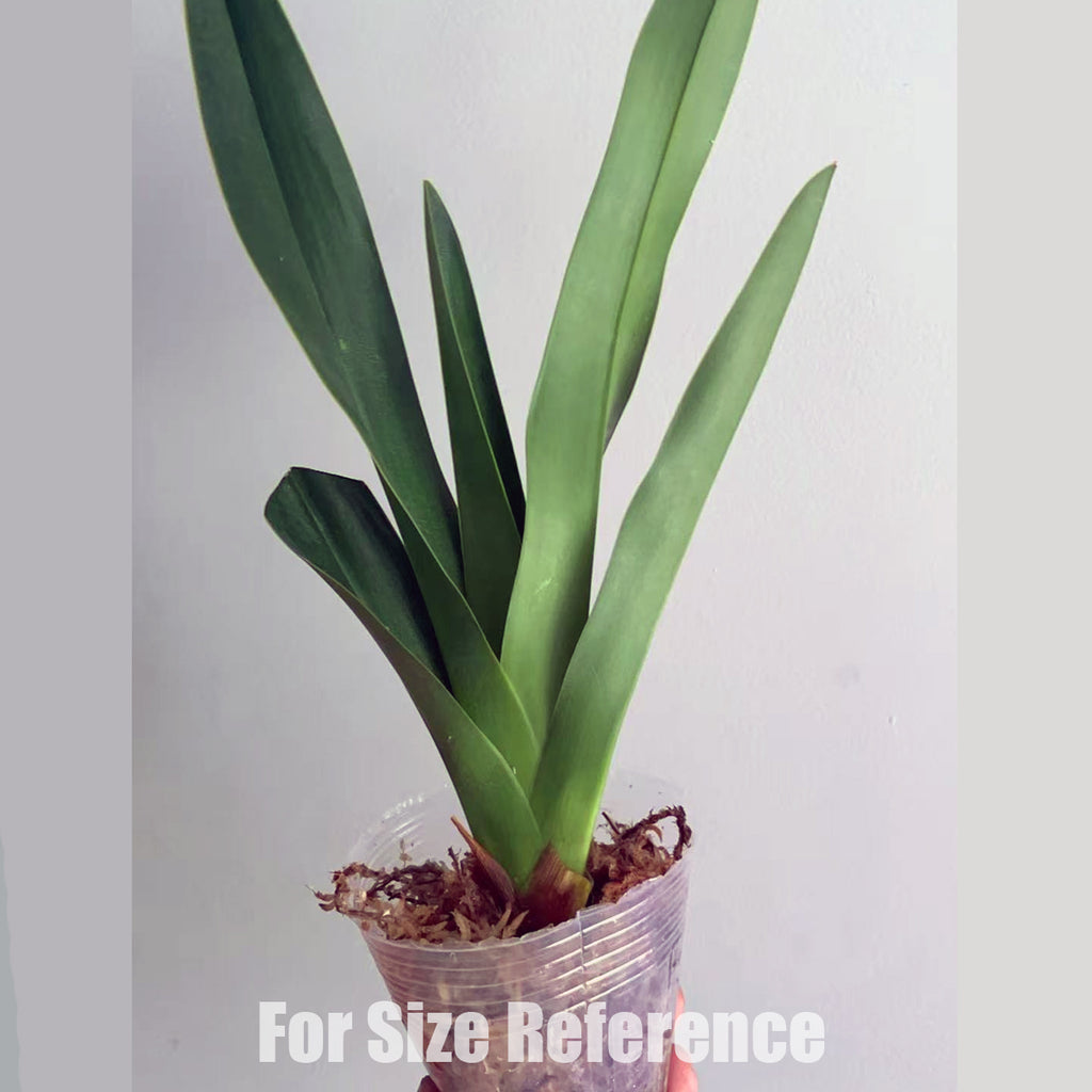 [Bare-Root]Phrag. Zapatilla de la Virgen 圣母拖鞋蘭 [Aug in Stock] – Orchidmart