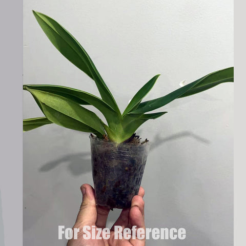 [Bare-Root]Phrag. Peruflora's Cirila Alca 小聖杯[Aug in Stock]