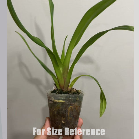 [Bare-root]Phrag. Carol Kanzer 卡洛 [Aug in Stock]