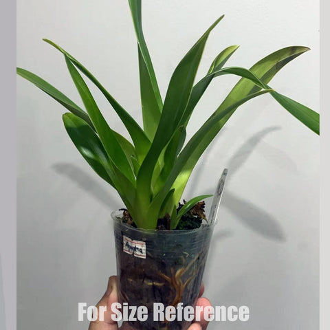 [Bare-root]Phrag. Apopka var. dalessandroi 阿波卡 [Aug in Stock]