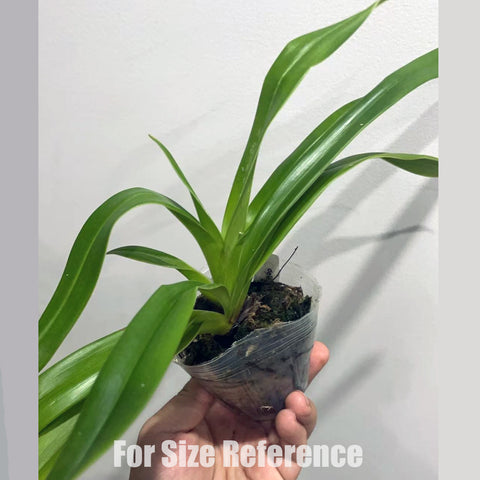[Bare-Root]Phrag. Cardinale 卡迪纳 [Aug in Stock]