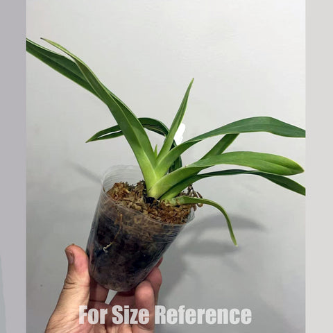 [Bare-Root]Phrag. Elizabeth March 伊丽莎白[Aug in Stock]