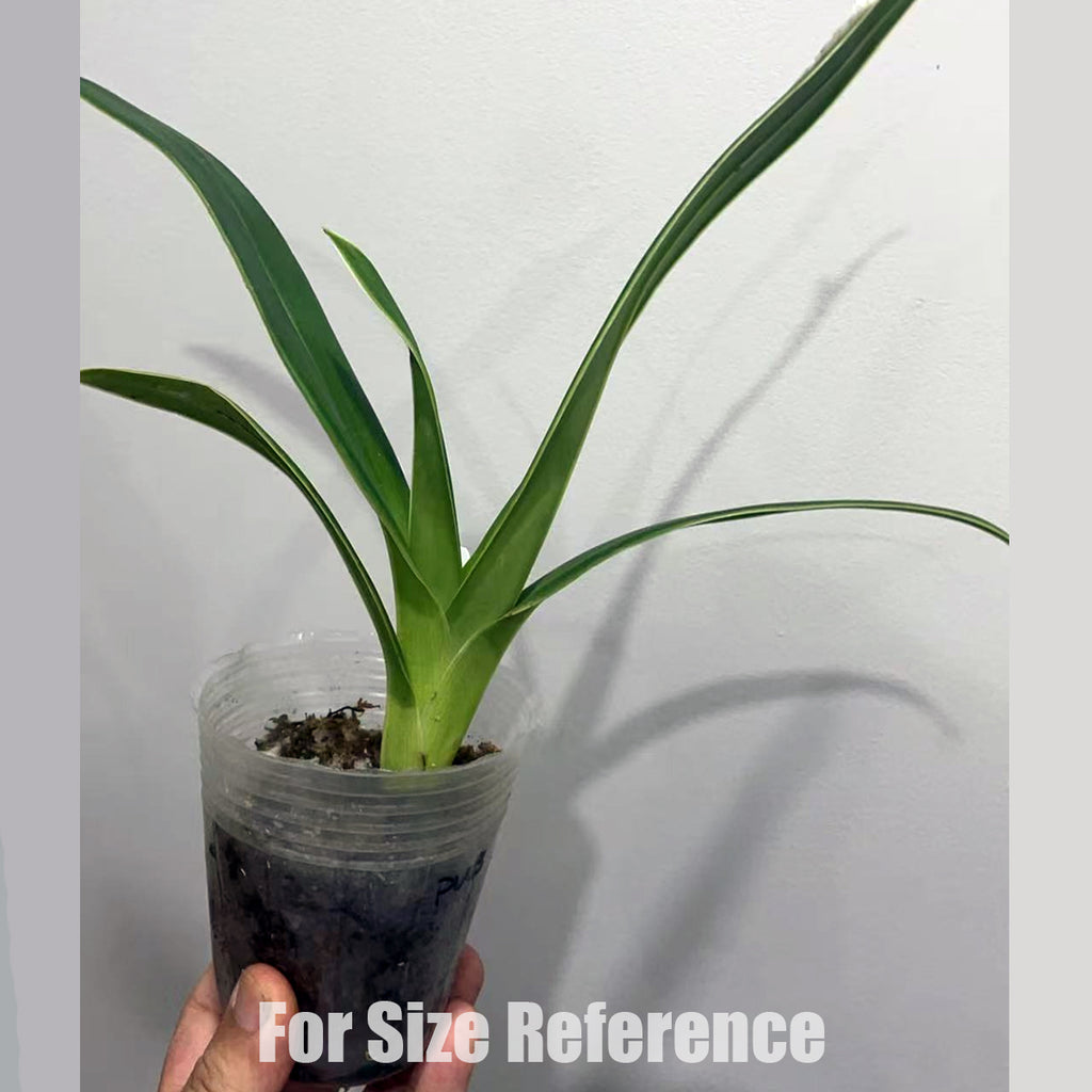 [Bare-Root]Phrag. Eugene Banziger 'Pangui Sunset' 潘圭日落[Aug in stock ...