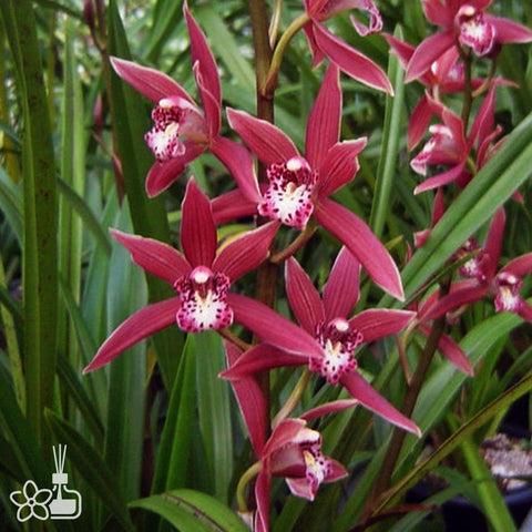 [Bare-root]Cym. Waran 'Murasakigenji'  (variegated leaves) 和蘭紫源氏叶艺 [Sept Preorder 25] 　