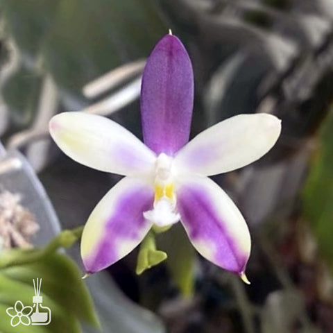 [Bare-root]Phal. Blue Jennifer Palermo 暈染藍色珍妮弗 [Wishlist]