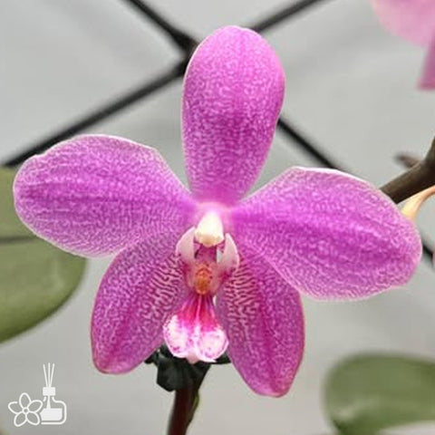[Bare-root]Phal. Tetraschiller (schilleriana X tetraspis 'blue‘ ) 西雷利x藍盾 [Wishlist]