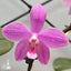 [Bare-root]Phal. Tetraschiller (schilleriana X tetraspis 'blue‘ ) 西雷利x藍盾 [Wishlist]
