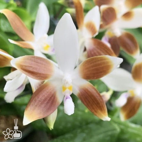 [Bare-root]Phal. speciosa 'blue-coffee' 藍唇咖啡 [Wishlist]
