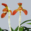 [Bare-root] #JC# Cym. goeringii 'Kyokko' 日本春蘭極紅 [BS][Wishlist]