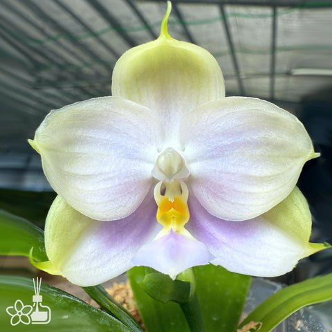 [Bare-root]Phal. Yang’s Double Diamond ‘Pearl Violet’ 珍珠紫 [Sept Preorder]