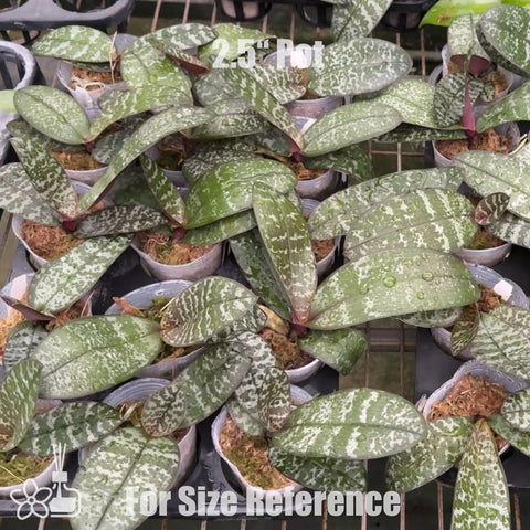 [Bare-root]Phal. schilleriana K#1 x K#3 [Sept Preorder]