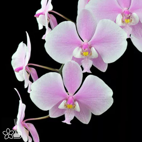 [Bare-root]Phal. schilleriana K#1 x K#3 [Sept Preorder]