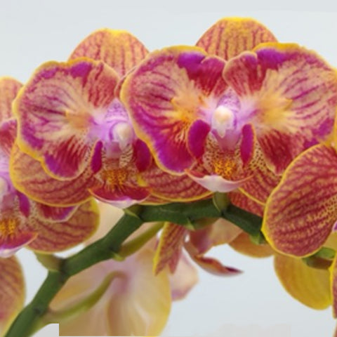 [Bare-root]Phal. Crystal Kolehmainen ES [Sept Preorder]
