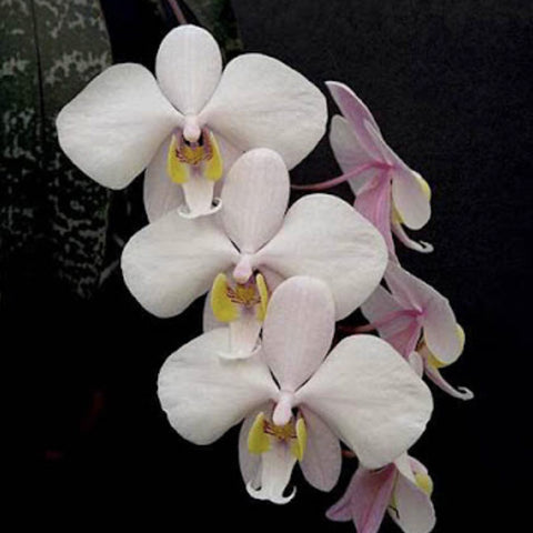 [Bare-root]Phal. philippinensis × sib 菲律賓蝴蝶[Sept Preorder 25]
