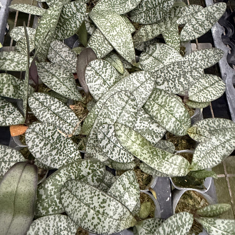 [Bare-root]Phal. philippinenesis x celebensis [Sept Preorder 25]