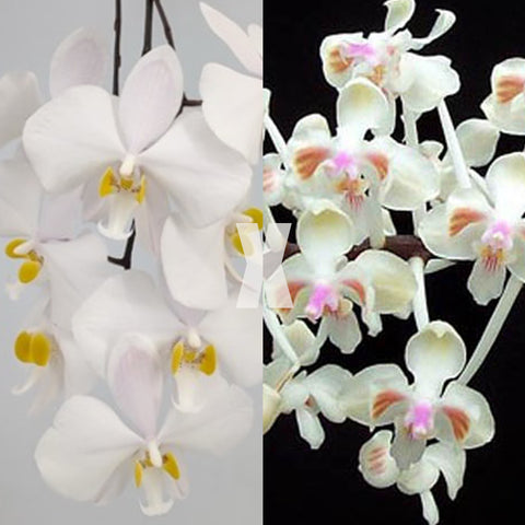 [Bare-root]Phal. philippinenesis x celebensis [Sept Preorder 25]