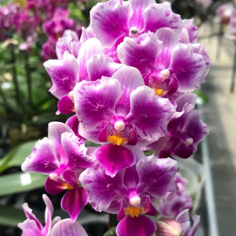 [Bare-root]Phal. Liolin Grape  [Sept Preorder 25]