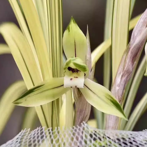 Rus yosh onalar bilan jinsiy aloqa Qullik porno BDSM