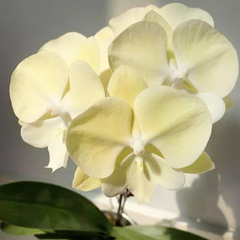 [Bare-root]Phal. Fangmei Golden Topaz 香草冰淇淋 [Sept Preorder]