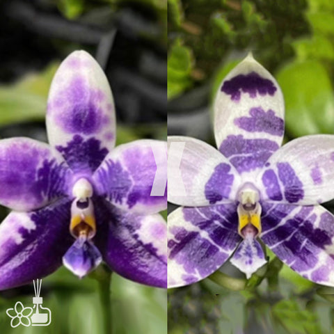 [Bare-root]Phal. Lioulin Blue Parrot x LL Blue Magpie [Sept Preorder]