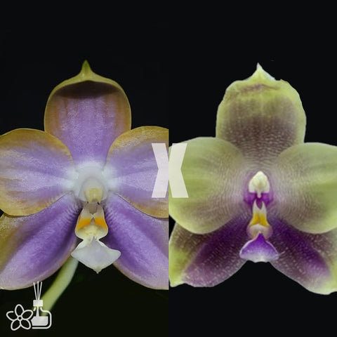 [Bare-root]Phal. Mituo Reflex Dragon’ Blue#2’ x Mori Four Seasons [Sept Preorder]