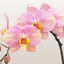 [Bare-root]Phal. KC Honey Peach [Sept Preorder]