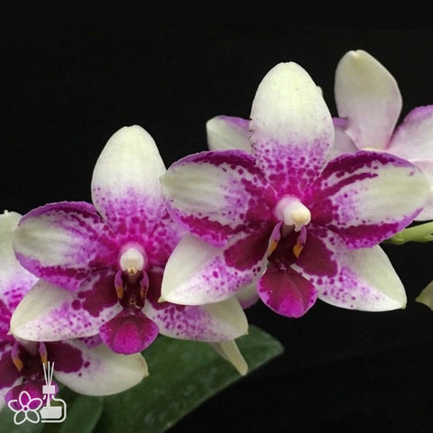 [Bare-root]Phal. Jia Ho Summer Love 夏日戀人[Sept Preorder]