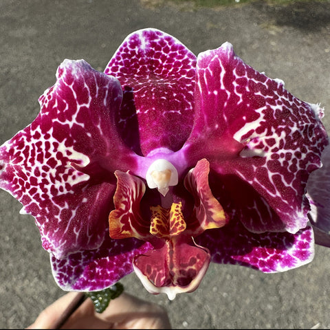 [Bare-root]Phal. Victoria's Lace [Sept Preorder]