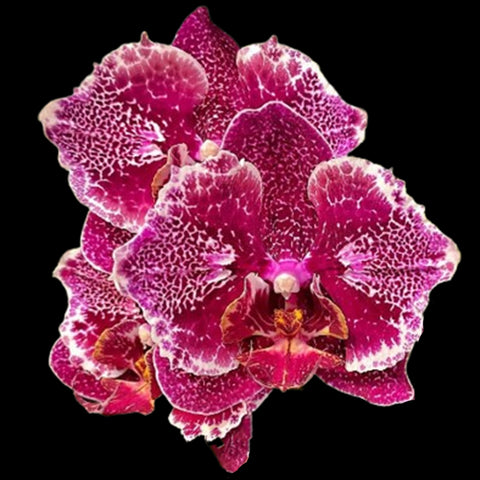[Bare-root]Phal. Victoria's Lace [Sept Preorder]