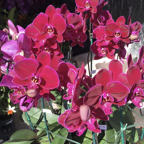 [Bare-root]Phal. Ox Black Face 絲絨紅天鵝 [Sept Preorder]
