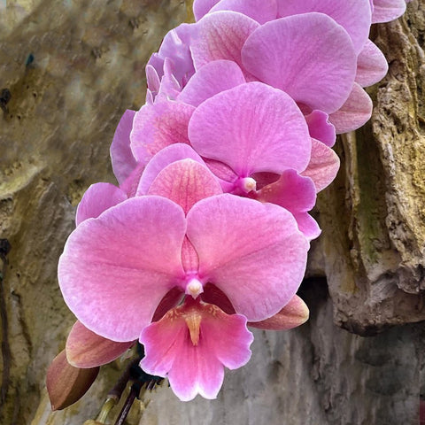 [Bare-root]Phal.  OX Rose Gold 金玫瑰  [Sept Preorder]
