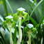 [Bare-root] #JC# Cym. goeringii 'Ikkyu' 日本春蘭一休 [BS][Wishlist]