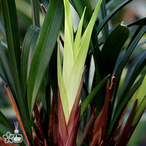 [Bare-root]Cym. ensifolium 'Ruyi Hongmei' 建蘭 '如意紅梅' [Sept Preorder 25]