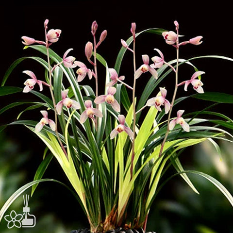 [Bare-root]Cym. ensifolium 'Ruyi Hongmei' 建蘭 '如意紅梅' [Sept Preorder 25]