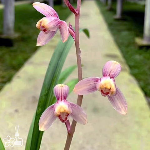 [Bare-root]Cym. ensifolium 'Ruyi Hongmei' 建蘭 '如意紅梅' [Sept Preorder 25]
