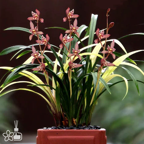 [Bare-root]Cym. ensifolium “Hong-Mao-Rui-Die”建蘭紅貓蕊蝶[Sept Preorder]