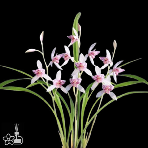 [Bare-root]Cym. ensifolium 'XueWu' 建蘭 '雪舞' [Sept Preorder 25]