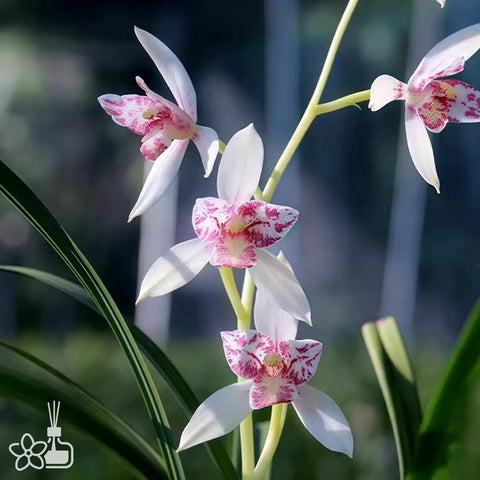 [Bare-root]Cym. ensifolium 'XueWu' 建蘭 '雪舞' [Sept Preorder 25]