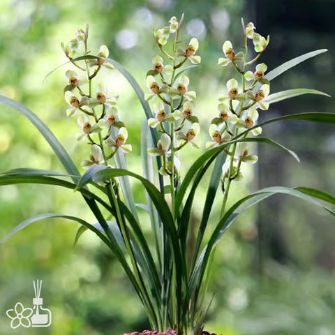 [Bare-root]Cym. ensifolium 'Zhonghua Shuixian' 建蘭 '中華水仙' [Sept Preorder 25]