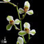 [Bare-root] #CC# Cym. ensifolium 'Zhong-Hua-Shui-Xian' 建蘭中華水仙 [BS/3GRS][Wishlist]