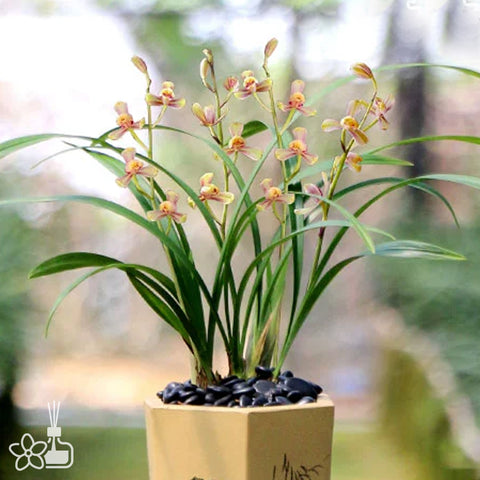 [Bare-root]Cym. ensifolium 'Hong-Yin-Pin' 建蘭 '紅一品' [Sept Preorder 25]