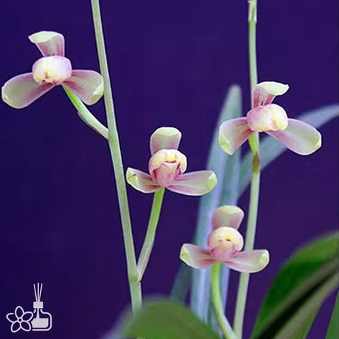 [Bare-root]Cym. ensifolium 'Hong-Yin-Pin' 建蘭 '紅一品' [Sept Preorder 25]