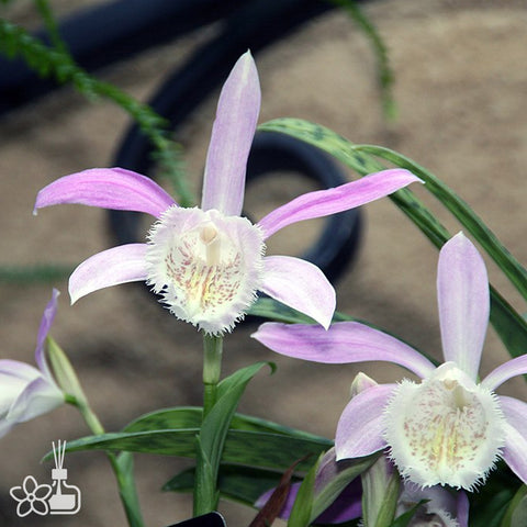 [Bulb]Pleione bulbocodioides 一葉獨蒜蘭 [Sept Cyps]